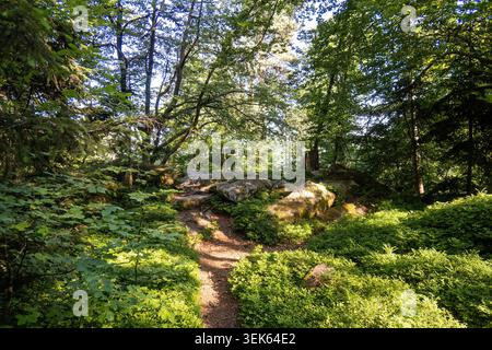 Malerischer Waldweg mit Granitfelsen im warmen Abendlicht für Wanderungen und Freizeitaktivitäten im Freien Stockfoto