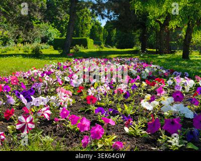 Wunderschönes, lebhaftes Petunie-Blumenbeet in einem sonnigen grünen Park mit üppigen Bäumen und Hecken im Sommer. Stockfoto