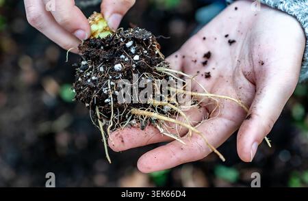 Frau, die Salatwurzeln aus dem Garten hält Stockfoto
