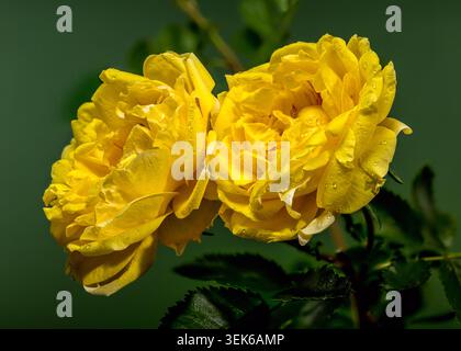 Leuchtende gelbe Rosenblüten, bedeckt mit zarten Wassertropfen Stockfoto