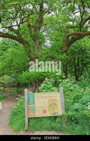 Birnam Oak im Sommer mit grünem Laub Schottland Mai 2026 Stockfoto