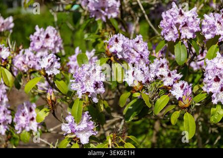 Hellblauer Peter Rhododendron-Busch im Park mit vielen blühenden Blumen Stockfoto