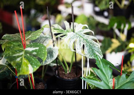 Setzlinge seltener vielseitiger Arten dekorative Monstera Pflanze, die im Blumengeschäft verkauft wird, Monstera deliciosa variegata Alba und Monstera Thai Constellation in Töpfen, sehr teure dekorative Zimmerpflanze. Stockfoto