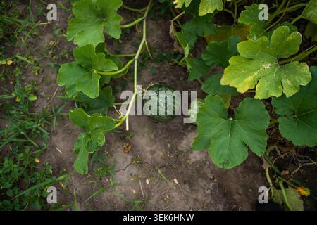 Junger grüner Kürbis, der auf einer Rebe in einem reichen Gartenboden wächst, mit lebendigen Blättern, die gesunden landwirtschaftlichen Fortschritt und natürliches Wachstum in an zeigen Stockfoto