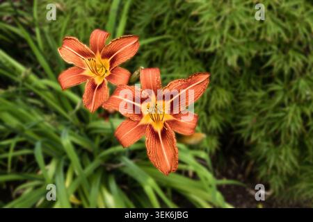 Orange daylily Hemerocallis fulva Stockfoto