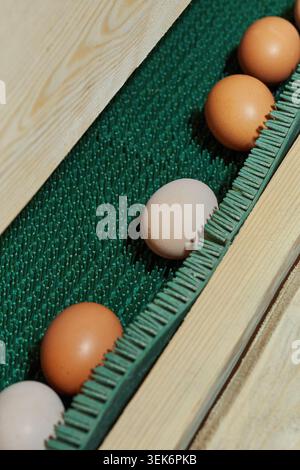 Frische Eier auf der Eiersammellinie in einem modernen Hühnerstall. Stockfoto