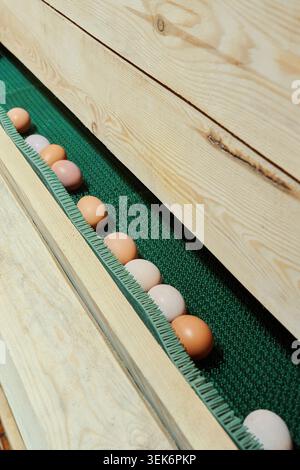 Viele frische Eier auf dem Bauernhof in einem modernen Hühnerstall. Stockfoto