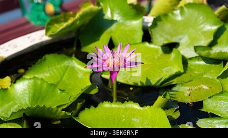 Rosa lila Seerose blüht zwischen grünen Lilienpads in kunstvoll verziertem Keramiktopf im buddhistischen Tempel in Bangkok, Thailand Stockfoto