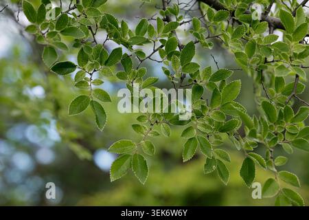 Junge Blätter von Ulmus Parvifolia, kleinblättrige Ulme. Stockfoto