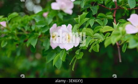 Eine Nahaufnahme einer zarten rosafarbenen Wildrose, die auf einem Zweig mit leuchtend grünen Blättern im selektiven Fokus blüht. Stockfoto