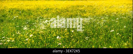 Ein Weitwinkelfoto einer großen Wildblumenwiese mit weißen und gelben Blüten von Schafgarbe (Achillea) und Butterblume (Ranunkel). Stockfoto