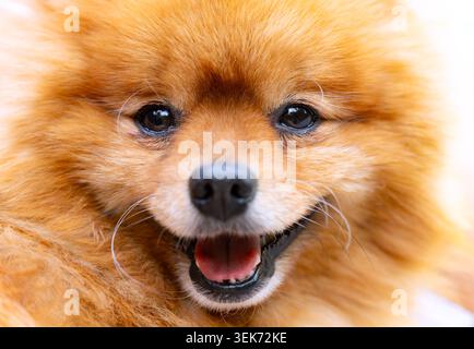 Niedliches Nahaufnahme-Porträt eines Pommerschen Spitz (Pommy oder Pome), einer Rasse des Typs Spitz mit cremigem Fuchs wie bräunlich flauschigem Haar. Stockfoto
