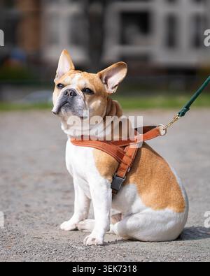 Französische Bulldogge sitzt an der Leine im Park, Stockholm, und genießt einen sonnigen Tag im Freien mit einem wachsamen und selbstbewussten Ausdruck. Stockfoto
