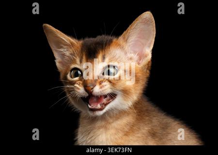 Amazing Abessinier Kitty öffnet Mund und Augen überraschend auf isoliertem schwarzen Hintergrund Stockfoto