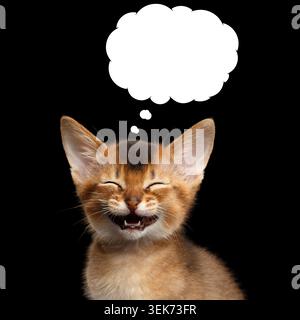 Lacht Abessinier Kitty mit geschlossenen Augen denkt lustig in Wolken auf isoliertem schwarzem Hintergrund Stockfoto
