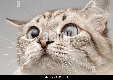 Nahaufnahme Neva Maskerade Katze mit Rundaugen Neugier, die auf seine Nase blickt Stockfoto