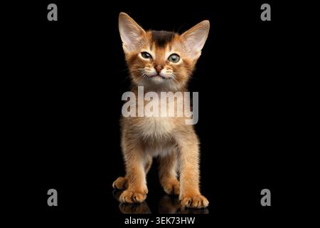 Lustige Abessinier-Kitty, die mit einem blinkenden Auge auf isoliertem schwarzem Hintergrund steht, Vorderansicht Stockfoto