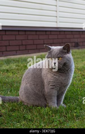 Britische Kurzhaar-blaue Katze mit einem ernsten Gesicht, die draußen sitzt. Schönes Pedigree-Begleittier auf dem Hof Stockfoto