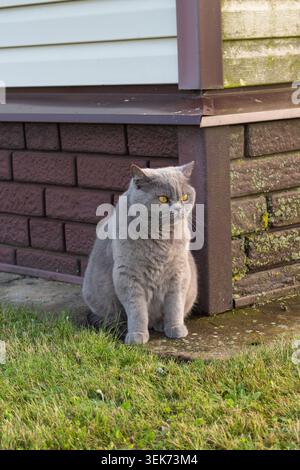 Schöne graue britische Kurzhaarkatze mit orangefarbenen Augen, die auf einem grünen Rasen in der Nähe des Hauses sitzt. Reinrassige Katze Stockfoto