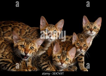 Close-up Porträt der Gruppe entzückende Rasse bengalische Kätzchen, neugierig in der Kamera isoliert auf schwarzem Hintergrund, 5 Katzen Stockfoto