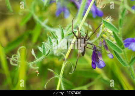 Eine Spinne auf einer Pflanze auf einer Wiese Stockfoto