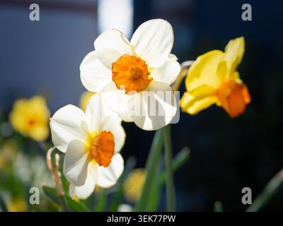 Nahaufnahme von drei weißen Narzissen mit hellorangefarbenen Zentren und einer gelben Narzissen mit orangefarbener Mitte, die draußen blüht. Stockfoto
