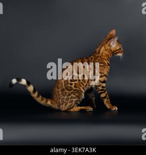 Nahaufnahme weibliche Bengalkatze auf schwarzem Hintergrund Stockfoto