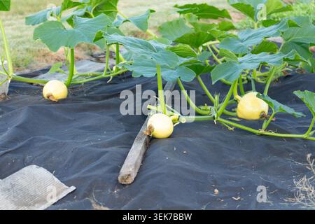 Ein unreifer gelber Kürbis, der auf einer Peitsche mit großen Blättern im Garten wächst. Ein kleiner junger Kürbis in einem Bett, mit Mulch gemulcht Stockfoto