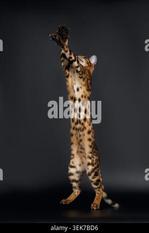 Rising Up Paws verspielte Bengalkatze auf schwarzem Hintergrund Stockfoto