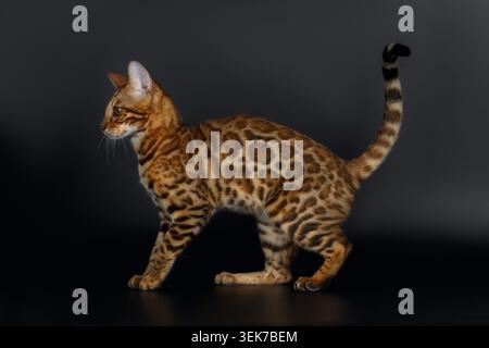 Seitenansicht Bengalkatze auf schwarzem Hintergrund Stockfoto