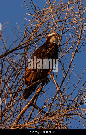 Osprey hockte in Idaho Stockfoto