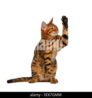 die bengalische Katze sitzt und hebt die Pfote auf wie eine hohe fünf auf weißem Hintergrund Stockfoto