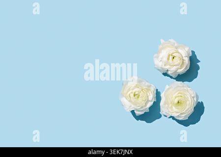 Elegante weiße Blumen auf weichem blauem Hintergrund: Minimalistische Blumenkomposition für modernes Design Stockfoto