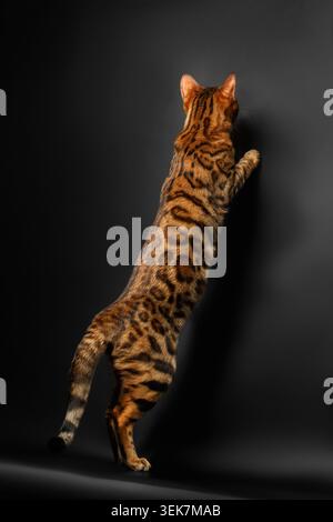 bengalische Katze, die auf Hinterbeinen steht und fängt, schwarzer Hintergrund Stockfoto
