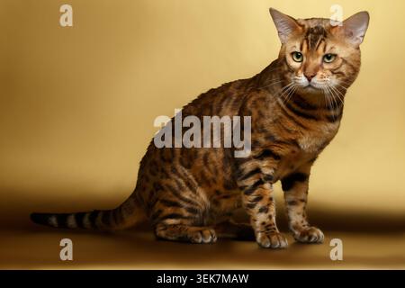 Die bengalische Katze sitzt auf goldenem Hintergrund und schaut in die Kamera Stockfoto