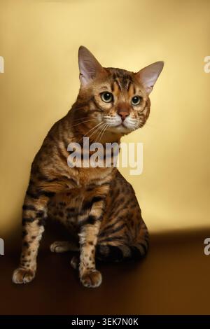 Die bengalische Katze sitzt auf goldenem Hintergrund und schaut in die Kamera Stockfoto