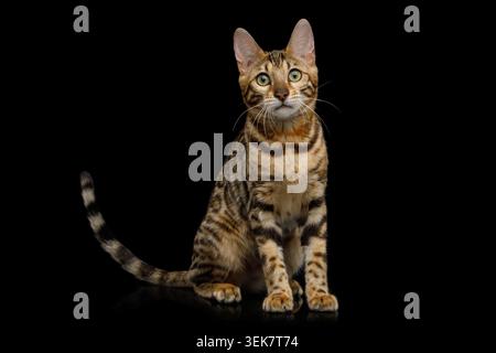 Verspielte bengalische Katze auf isoliertem schwarzem Hintergrund, Vorderansicht Stockfoto
