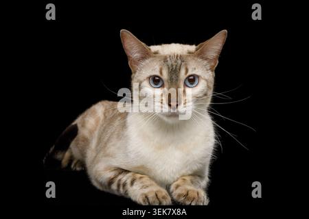 Bezaubernde Schnee-Bengal-Katze Liegt und Blickt auf Isolierten schwarzen Hintergrund, Vorderansicht Stockfoto