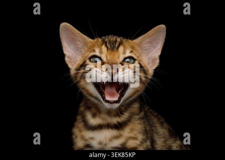 Nahaufnahme Porträt von Miowing Bengal Kitten auf Isolated Black Vorderansicht im Hintergrund Stockfoto