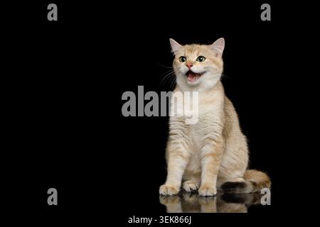 Lustige britische Katze sitzt und lächelt überraschend auf isoliertem schwarzen Hintergrund Stockfoto