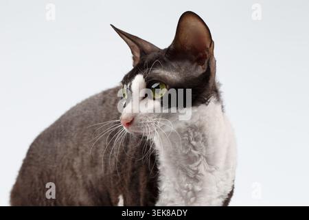 Nahaufnahme Porträt der Cornish Rex Cat auf weißem Hintergrund Stockfoto