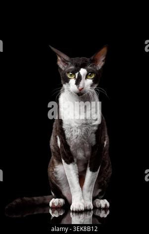 Porträt von Cornish Rex sitzt und schaut in Kamera isoliert auf Schwarz Stockfoto
