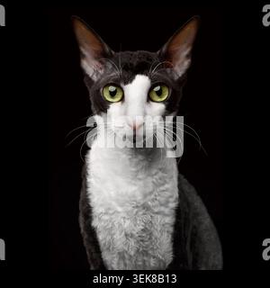 Porträt von Cornish Rex, der in der Kamera isoliert auf schwarzem Hintergrund schaut Stockfoto