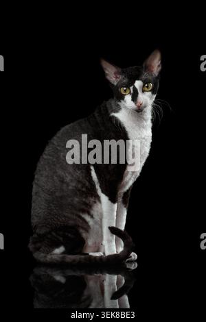 Porträt von Cornish Rex sitzt und schaut in Kamera isoliert auf Schwarz Stockfoto