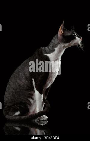 Porträt von Cornish Rex in Profil isoliert auf schwarzem Hintergrund Stockfoto