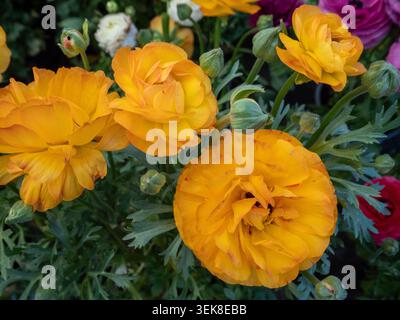 Nahaufnahme von hellorangefarbenen persischen Buttercups (Ranunculus asiaticus) mit mehrschichtigen Rüschenblättern. Das Bild zeigt mehrere offene Blumen und y Stockfoto