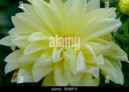 Makroaufnahme einer weichen gelben Dahlienblume, die im Garten blüht Stockfoto