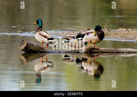 Drei Mallard Ducks sitzen auf Einem Baumstamm auf dem See Stockfoto