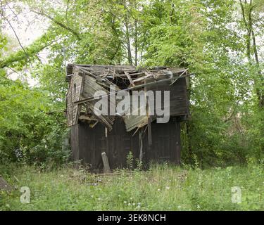 Alte verlassene Holzschuppen in fortgeschrittenem Zustand des Verfalls umgeben von grüner Vegetation. Verwitterte Struktur mit eingestürztem Dach, versteckt in Waldlandschaft Stockfoto