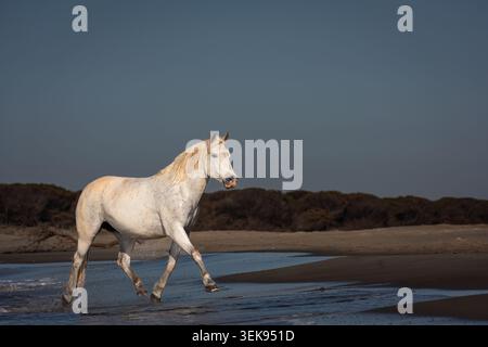 Ein seltener Anblick im Kalender vieler Fotografen, die wilden weißen Pferde der Camargue. Diese Vereinigung geht auf eine Dokumentation in meiner Jugend zurück. Stockfoto
